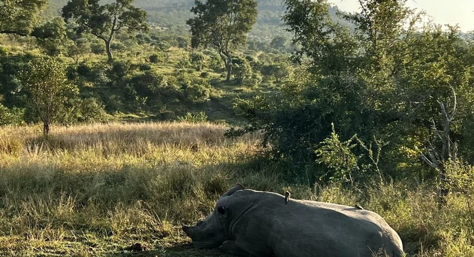 Kruger NP neushoorns Zuid Afrika groepsrondreis 3